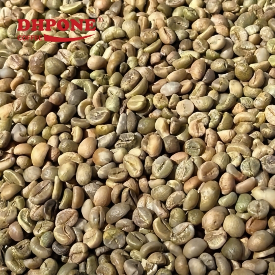 CÀ PHÊ NHÂN XANH ROBUSTA SƠ CHẾ KHÔ KÍCH THƯỚC 13.5%