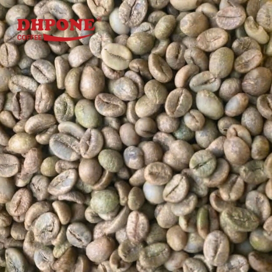CÀ PHÊ NHÂN XANH ROBUSTA SƠ CHẾ MẬT ONG KÍCH THƯỚC 18