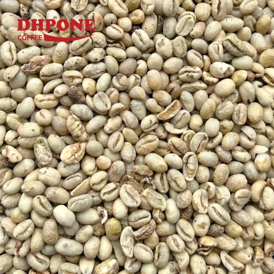 CÀ PHÊ NHÂN XANH ARABICA RỬA SẠCH HOÀN TOÀN KÍCH THƯỚC 13