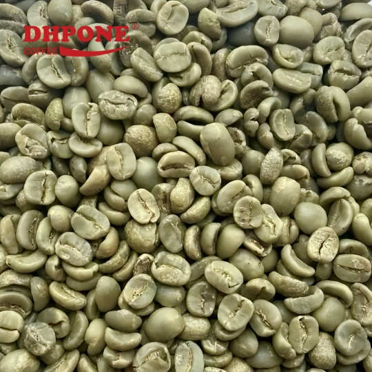 CÀ PHÊ NHÂN XANH ARABICA RỬA SẠCH HOÀN TOÀN KÍCH THƯỚC 18