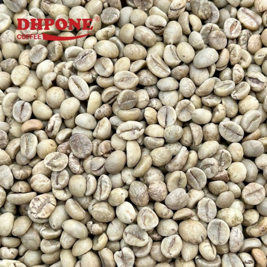 CÀ PHÊ NHÂN XANH ARABICA ĐÁNH BÓNG ƯỚT KÍCH THƯỚC 18