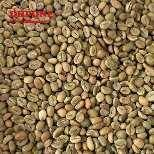 CÀ PHÊ NHÂN XANH ROBUSTA SƠ CHẾ SẠCH KÍCH THƯỚC 18