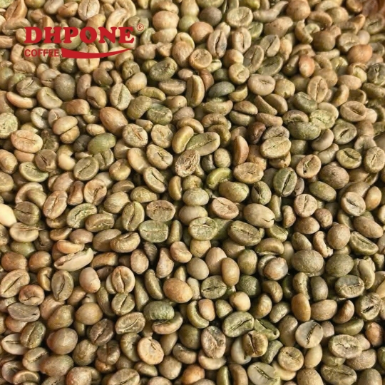 CÀ PHÊ NHÂN XANH ROBUSTA SƠ CHẾ MẬT ONG KÍCH THƯỚC 16