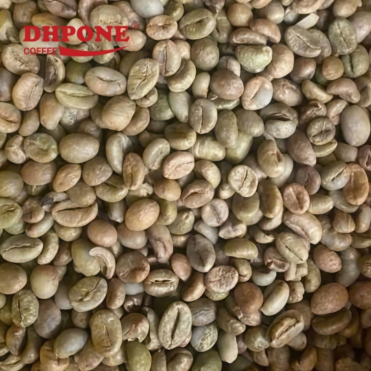 CÀ PHÊ NHÂN XANH ROBUSTA SƠ CHẾ MẬT ONG KÍCH THƯỚC 13