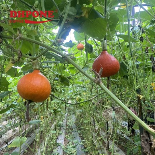 BÍ GIỌT NƯỚC