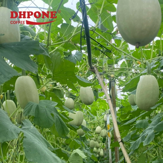 BÍ SỢI MỲ