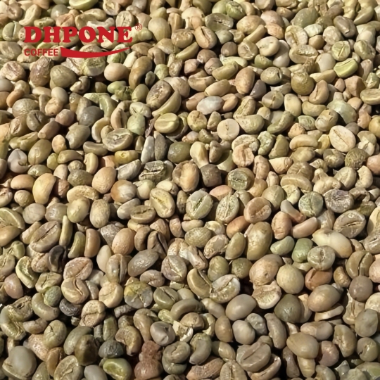 CÀ PHÊ NHÂN XANH ROBUSTA SƠ CHẾ SẠCH KÍCH THƯỚC 13